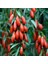 15 Adet Tohum Goji Berry Tohumu Kurt Üzümü Tohumu Goji Berry + Saksı Toprak 1