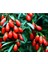 15 Adet Tohum Goji Berry Tohumu Kurt Üzümü Tohumu Goji Berry + Saksı Toprak 2