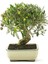 3 Adet Tohum Bonsai Zeytin Ağacı Tohumu Zeytin Tohumu 1