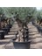 3 Adet Tohum Bonsai Zeytin Ağacı Tohumu Zeytin Tohumu 5