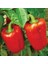 Nadir Ithal Dev Kırmızı Dolmalık Biber Tohumu Ekim Seti 5 Tohum Saksı Toprak Kombin 2