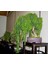 Murat Tohum Bodur Bonsai Kıbrıs Akasya Ağacı Tohumu Ekim Seti 5 Adet Tohum Süpriz Bonsai Ağacı TohumuToprak Saksı 2