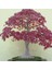 Murat Tohum Bodur Bonsai Flamingo Ağacı Tohumu Ekim Seti 5 Adet Tohum Toprak Saksı 1