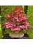Murat Tohum Bodur Bonsai Flamingo Ağacı Tohumu Ekim Seti 5 Adet Tohum Toprak Saksı 2