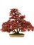 Murat Tohum Bodur Bonsai Flamingo Ağacı Tohumu Ekim Seti 5 Adet Tohum Toprak Saksı 3