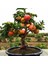 Murat Tohum Bodur Bonsai Elma Ağacı Tohumu Ekim Seti 5 Adet Tohum ToprakSaksı 1