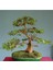 Murat Tohum Bodur Bonsai Hambeles Ağacı Tohumu Ekim Seti 5 Adet Tohum SaksıToprak 1
