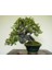 Murat Tohum Bodur Bonsai Hambeles Ağacı Tohumu Ekim Seti 5 Adet Tohum SaksıToprak 2