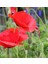 Kırmızı Gelincik Tohumu Ekim Seti 25 Tohum Çiçek Tohumu Saksı Toprak Kombin 3