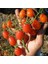 Saksılık Zeytin Domates Tohumu 25 Adet Tohum Domates Tohumu 2