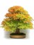 Bodur Bonzai Negundo Ağacı Tohumu 5 Tohum Bonsai Ağacı Tohumu 1
