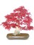Bodur Bonzai Negundo Ağacı Tohumu 5 Tohum Bonsai Ağacı Tohumu 3