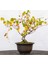 Bodur Sarı Üzüm Bonzai Ağacı Tohumu 5 Tohum Bonsai Ağacı Tohumu 1