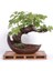 Bodur Sarı Üzüm Bonzai Ağacı Tohumu 5 Tohum Bonsai Ağacı Tohumu 2