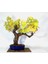 Bodur Sarı Üzüm Bonzai Ağacı Tohumu 5 Tohum Bonsai Ağacı Tohumu 3