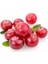 10 Adet Tohum Cranberry Tohumu Yaban Mersini Tohumu Turna Yemişi Tohumu + Toprak Saksı 1
