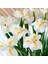 Golden Beauty Iris Süsen Soğanı - 10 Adet 2