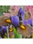 Golden Beauty Iris Süsen Soğanı - 20 Adet 2