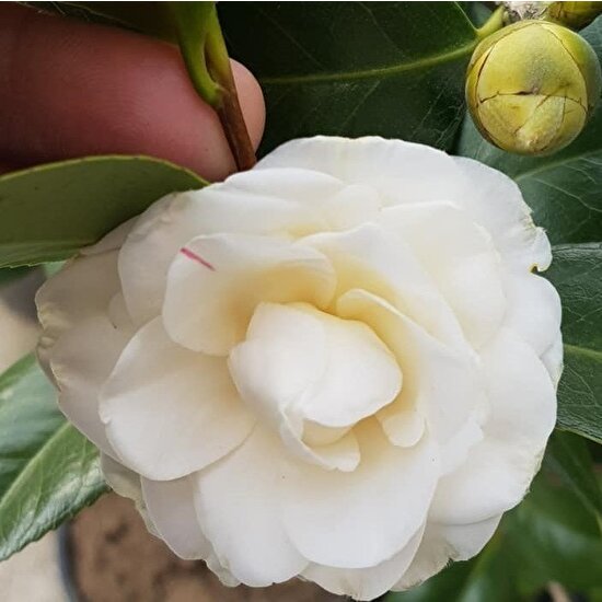 Evve Bahçe Tüplü Katmerli Beyaz Çiçekli Kamelya Fidanı (10-20 cm)