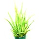 Kösem Botanik Aloe Vera