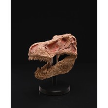 Turansoy Craft Jurassic Park T-Rex Kafatası Dinazor Kafatası Masaüstü Dekoratif Obje Büyük Boy