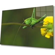 Sarı Çiçek Yeşil  Çekirge Cam Tablo  36X23-MIYREM