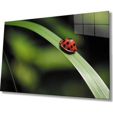 Uğur Böceği Yeşil Yaprak Cam Tablo 36X23-MIYREM
