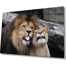 Aslan Cam TABLOMIYREM36X23-MIYREM