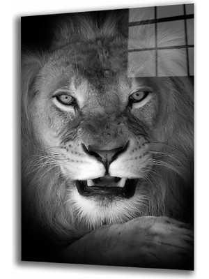 Miyrem Aslan Hayvan Siyah Beyaz Cam Tablo 36 x 23-Mıyrem