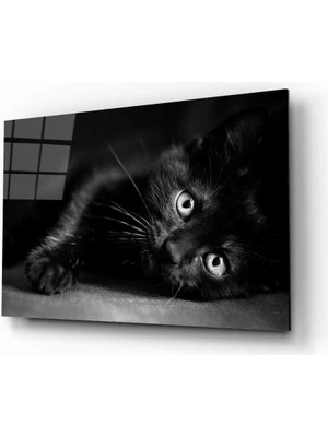 Miyrem Kedi Hayvan  Cam Tablo 36 x 23-Mıyrem