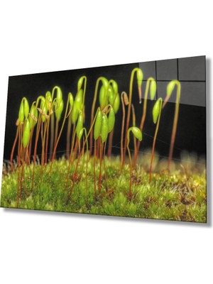 Yeşil Bitkiler Cam Tablomiyremgreen Plants  36X23-MIYREM