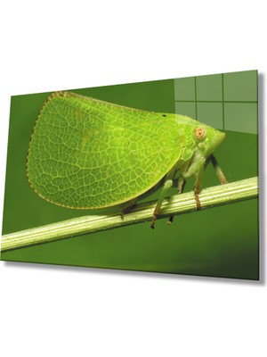 Yeşil Kelebek Green Butterfly  36X23-MIYREM