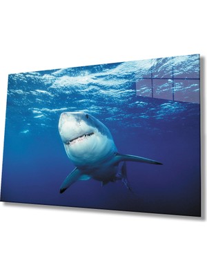 Köpek Balığı Sualtı Cam TABLOMIYREM36X23-MIYREM