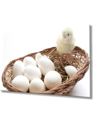 Civciv Yumurta Cam Tablomiyrem Chick Egg  36X23-MIYREM