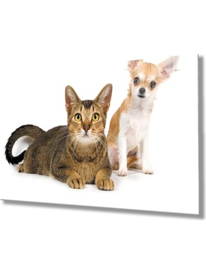 Kedi Köpek 36X23-MIYREM