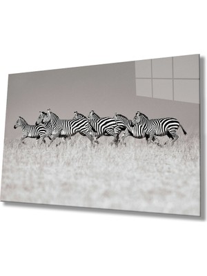 Zebra Cam TABLOMIYREM36X23-MIYREM