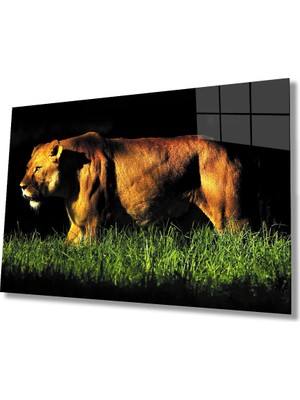 Aslan Cam TABLOMIYREM36X23-MIYREM