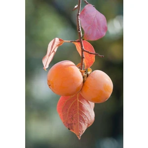 Tüplü Hachiya ( Çikolatalı ) Trabzon Hurması Fidanı