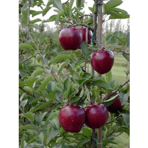 Tüplü Jeromine Elma Fidanı