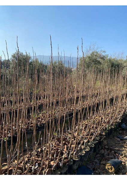 Tüplü Hana Fuyu ( Yassı ) Trabzon Hurması Fidanı