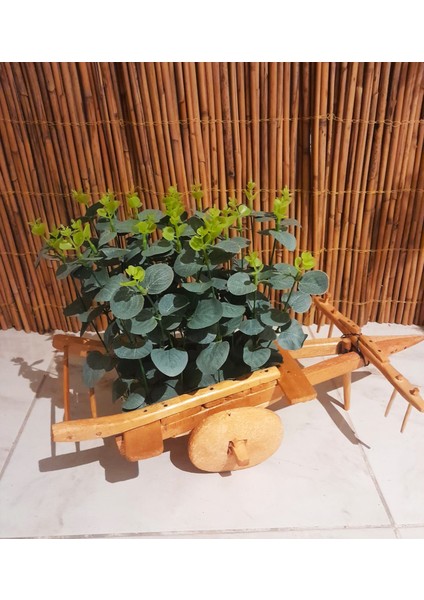 Yapay Okaliptüs Bitkisi Tasarım Ahşap Kağnı Arabasında Okaliptüs Çiçek