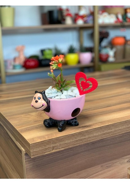 Uğur Böceği Saksıda Kalanchoe