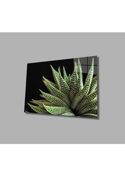Siyah Arka Fon Aleovera Çiçek Cam Tablo 36 x 23-Mıyrem