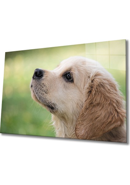 Köpek Cam Tablo 36 x 23-Mıyrem
