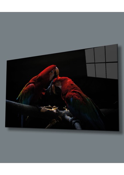Papağan Cam Tablomıyrem36 x 23-Mıyrem