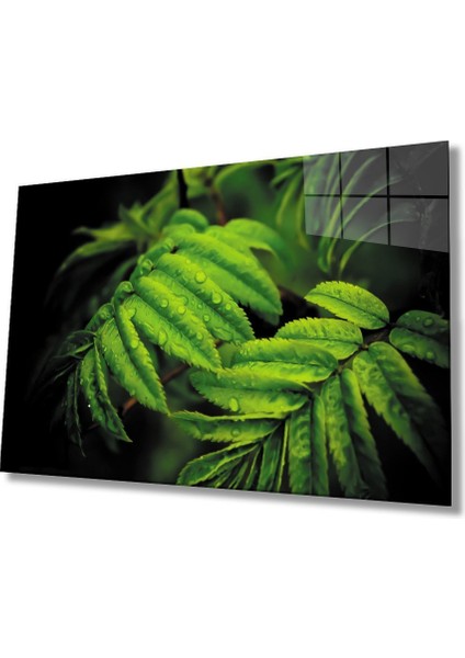 Su Damlası Yeşil Yapraklar Cam Tablo 36X23-MIYREM