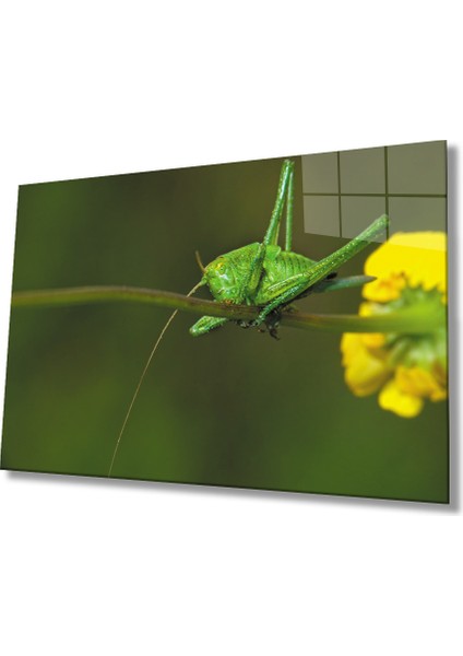Sarı Çiçek Yeşil Çekirge Cam Tablo 36X23-MIYREM