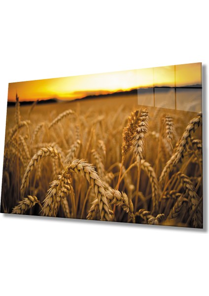 Gün Batımında Başaklar 36X23-MIYREM