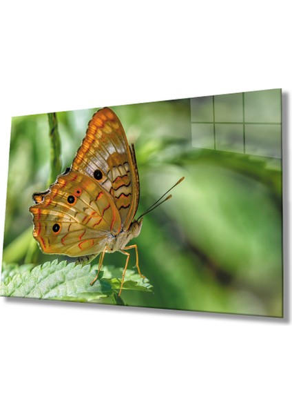 Kelebek Yeşil Cam Tablo 36X23-MIYREM