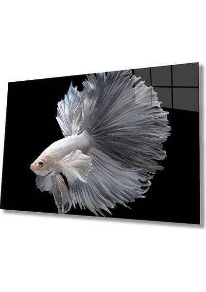 Beyaz Balık Sualtı Cam TABLOMIYREM36X23-MIYREM